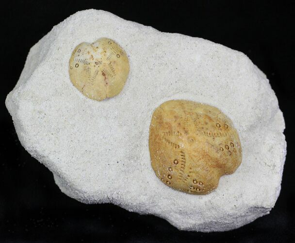Two Lovenia Sea Urchin Fossil - Beaumaris, Australia #22187